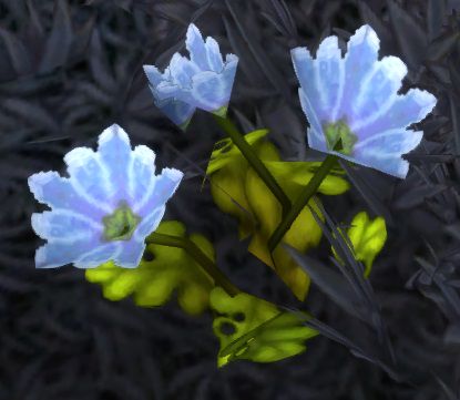 Peacebloom, the first herb nearly every herbalist picks